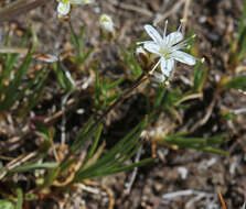 Image of Ballhead Sandwort