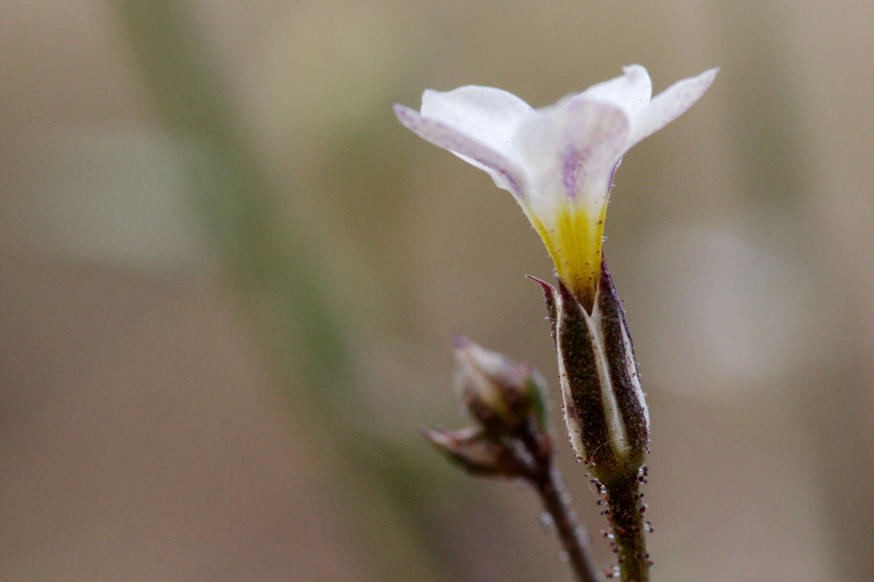 Image of shy gilia