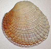 Image of clam