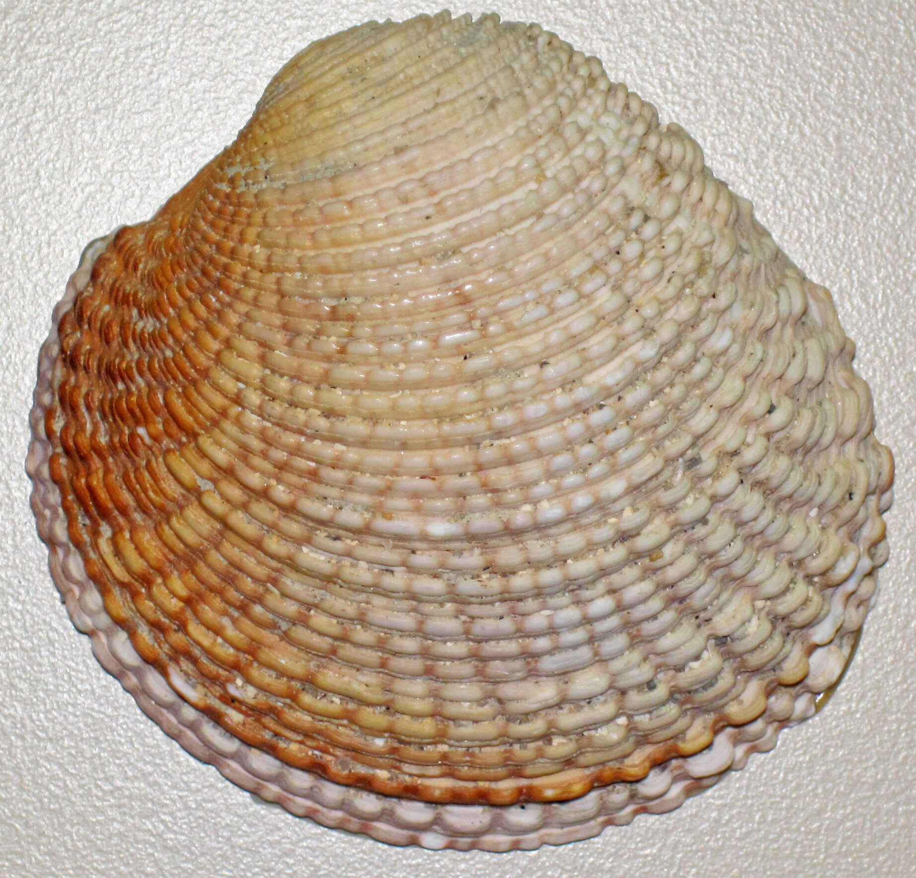 Image of clam