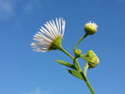 Image of eastern daisy fleabane