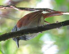 Image of White-bellied Antbird