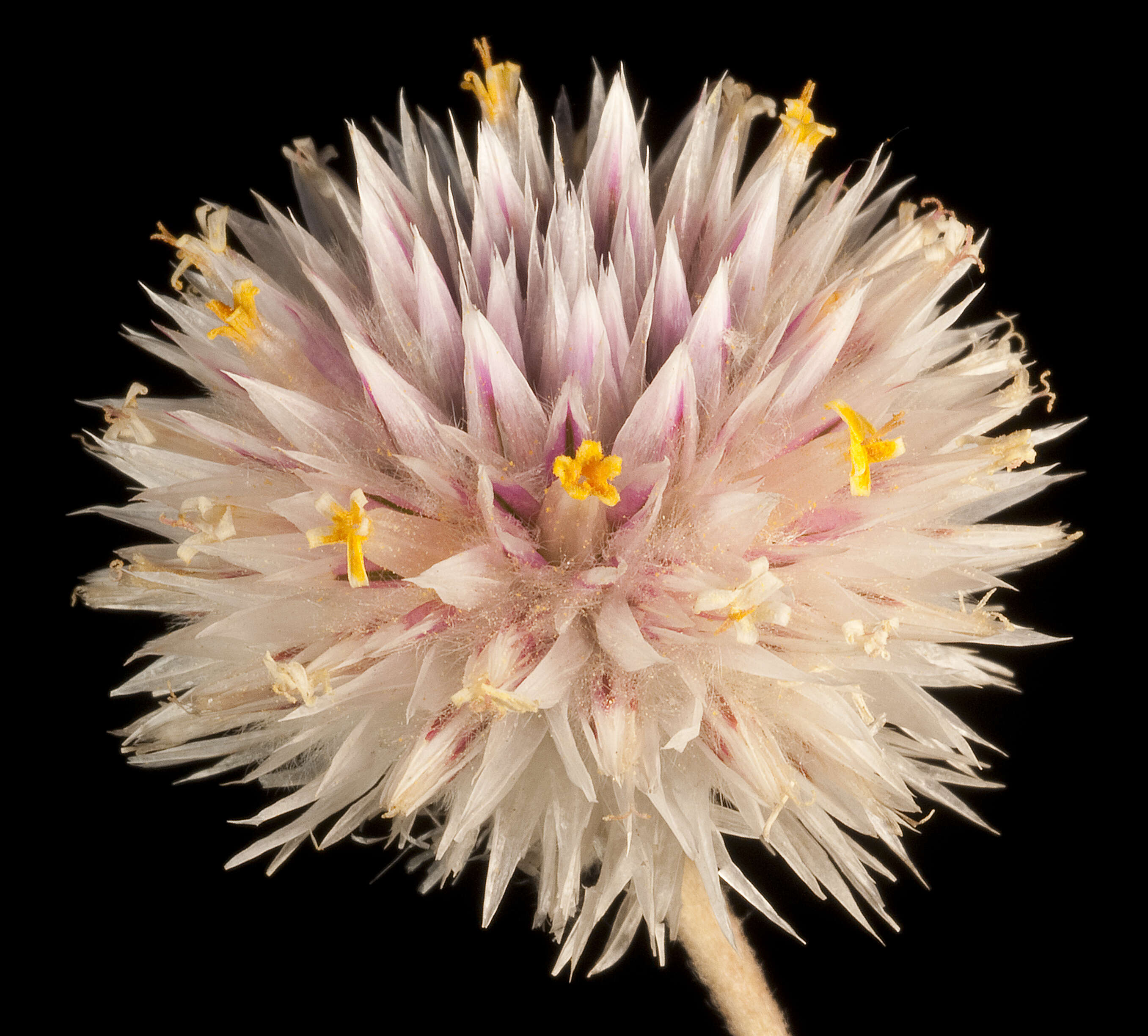 Image of Gomphrena canescens R. Br.