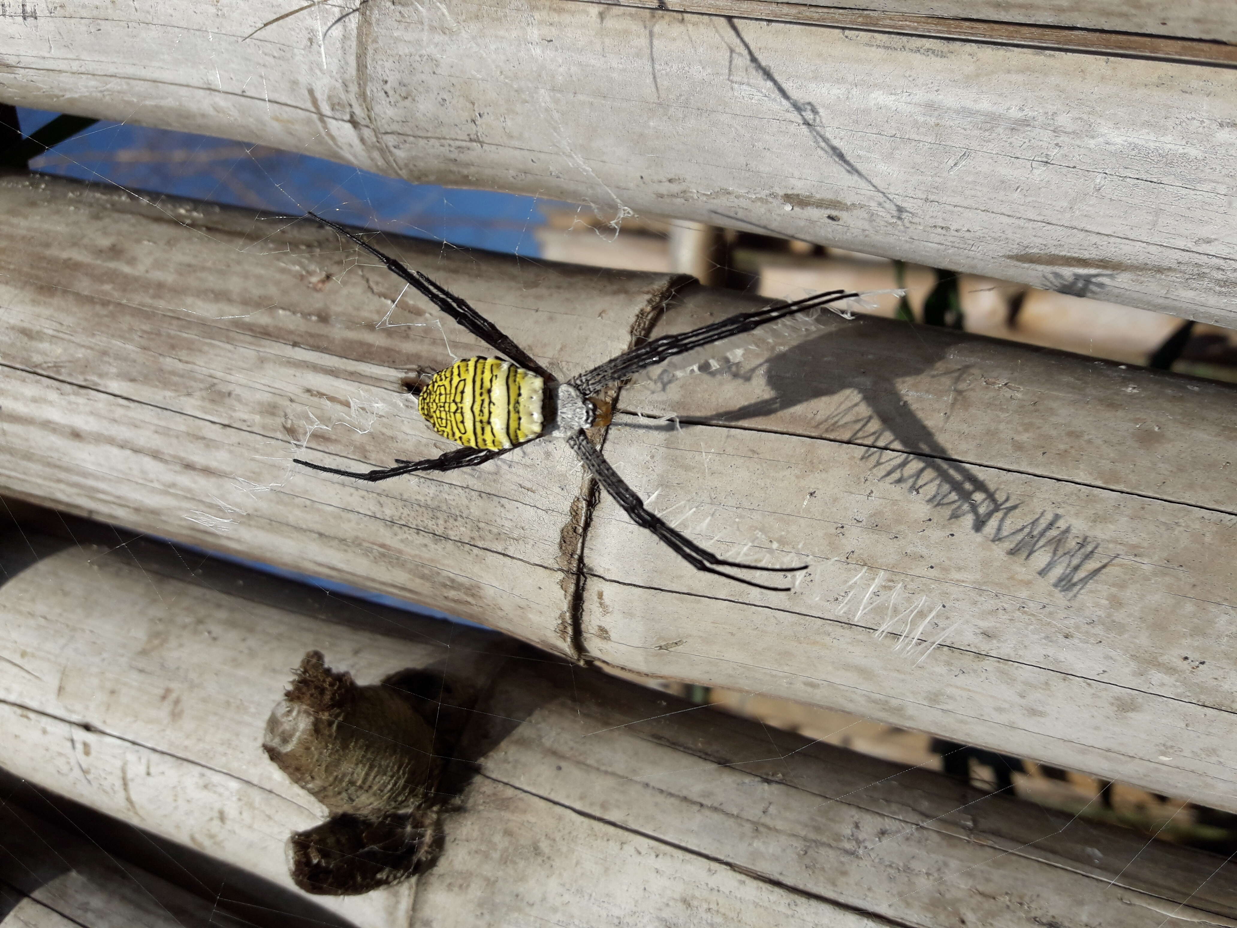 Image of Oval St Andrew's Cross Spider