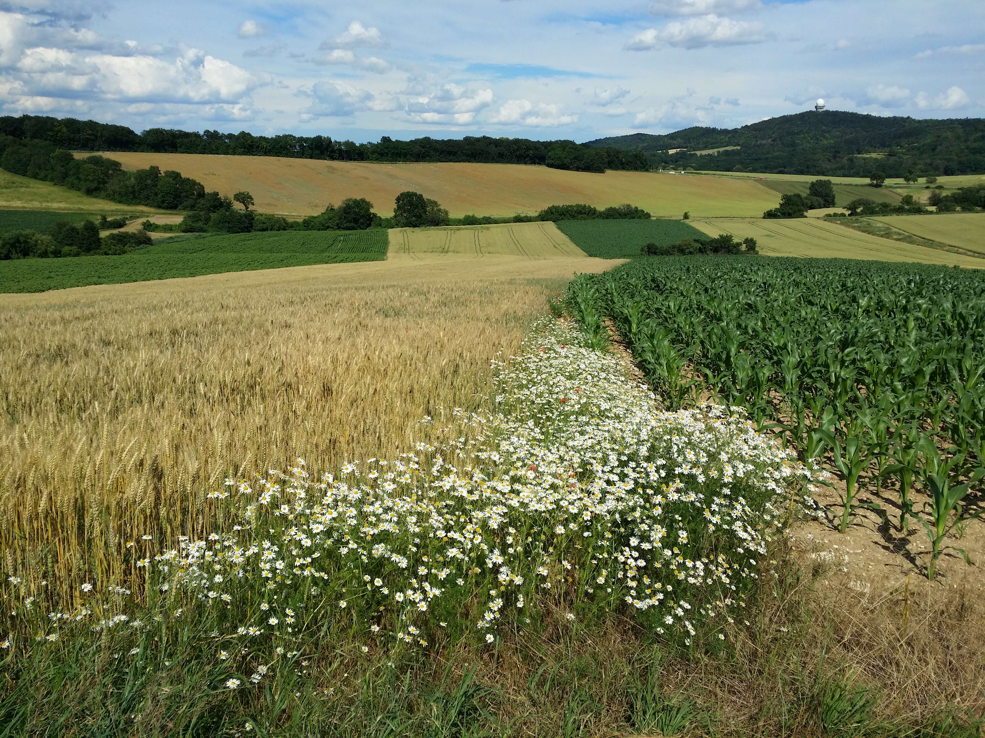 Imagem de Tripleurospermum inodorum (L.) Sch.-Bip