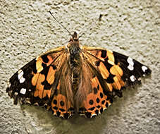 Image of Vanessa cardui