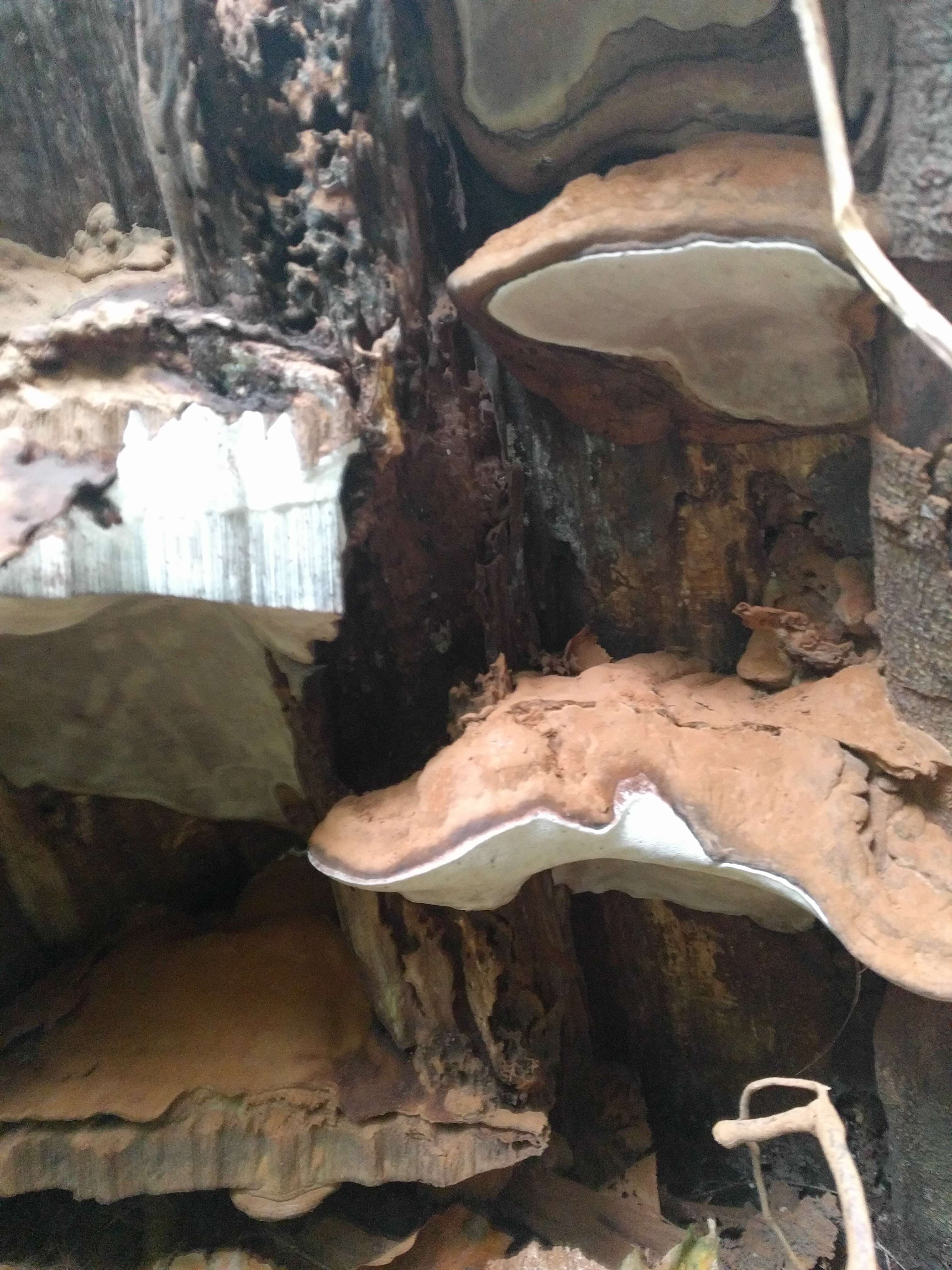 Image of Ganoderma applanatum