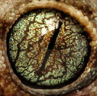 Image of Northern Sticky-toed Gecko