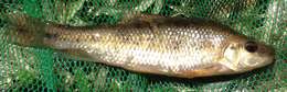 Image of Cherryfin Shiner