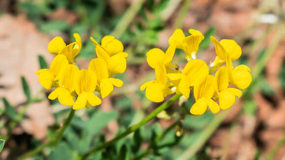 Image of Horseshoe-vetch