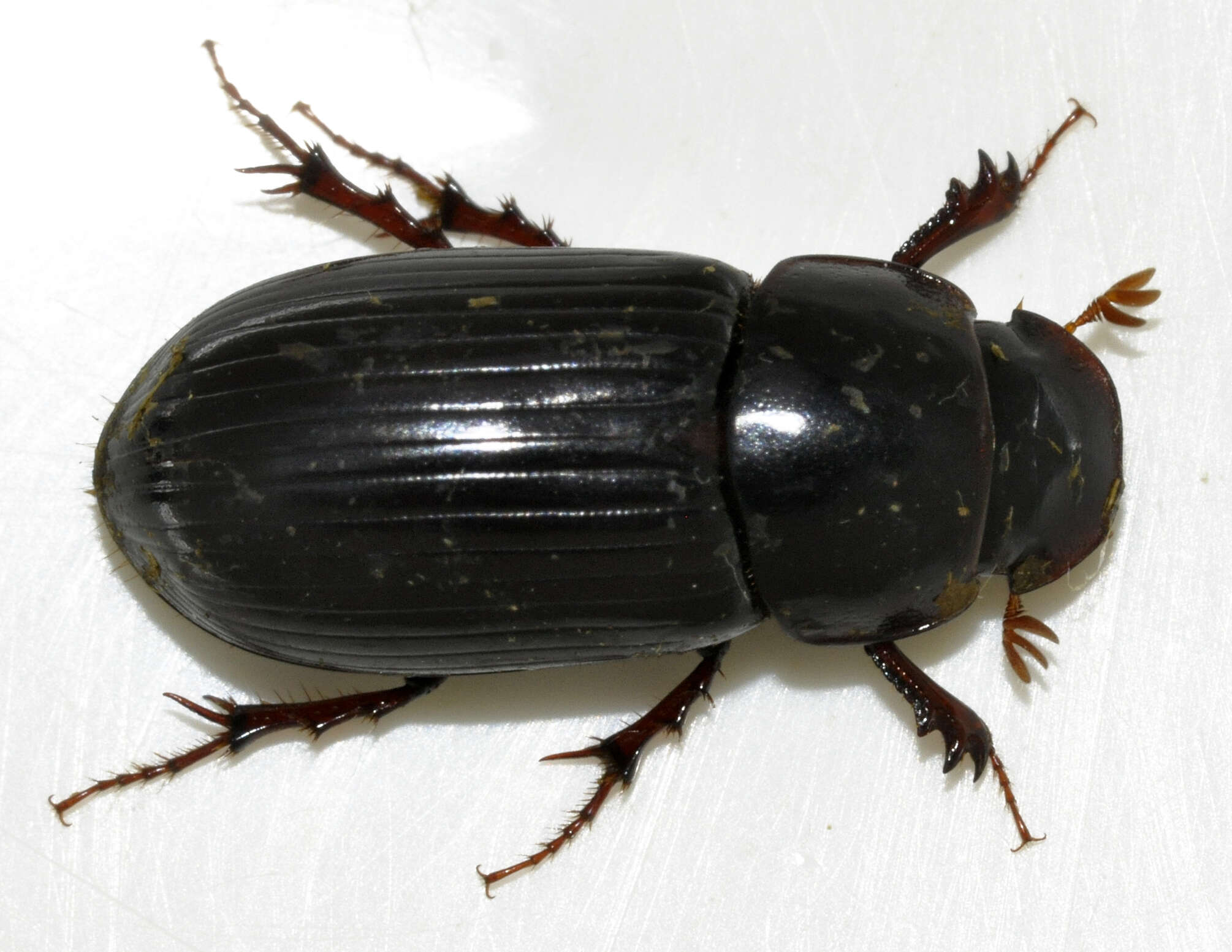 Image of Night-flying Dung Beetle