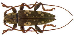 Image of Falsepilysta guttata (Aurivillius 1924)