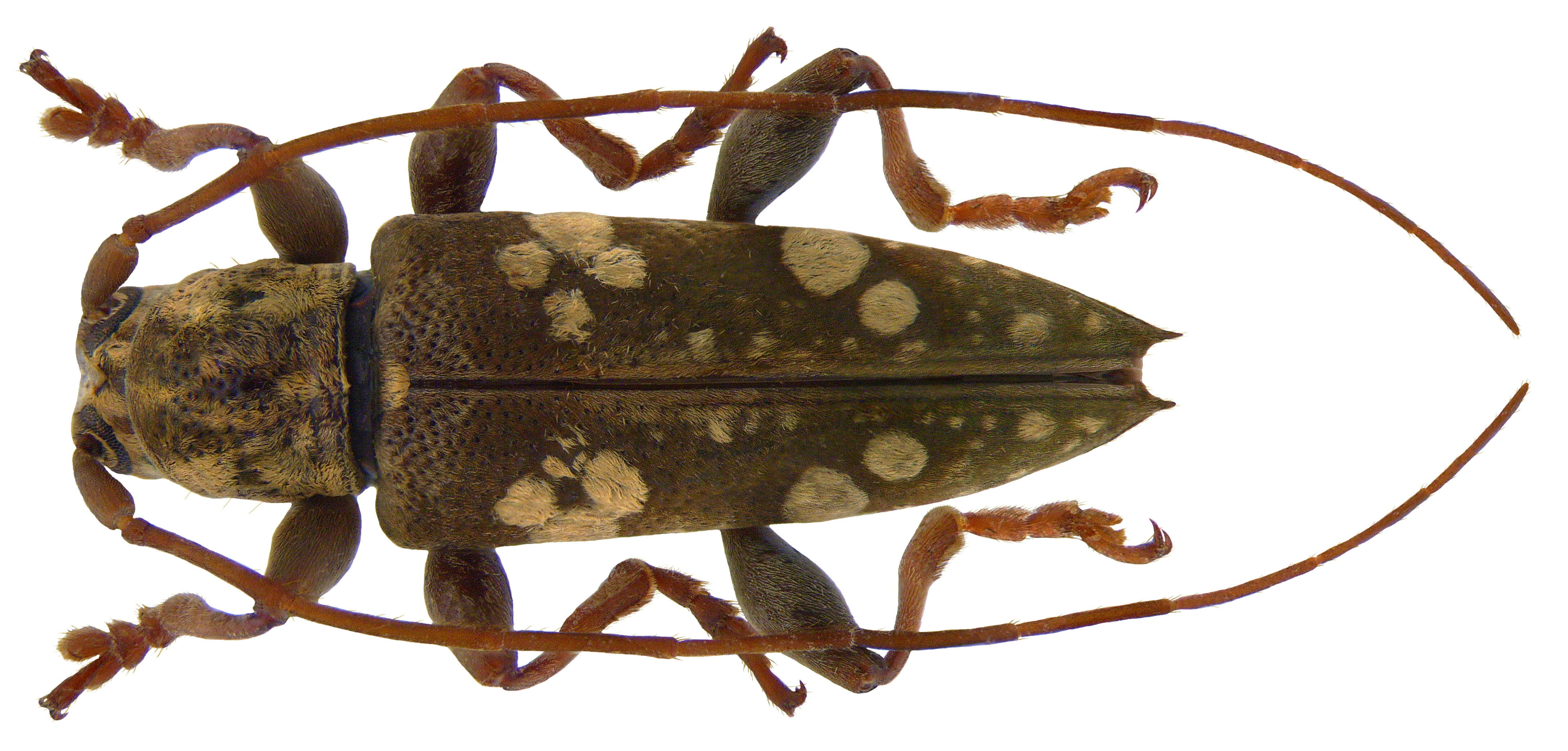 Image of Falsepilysta guttata (Aurivillius 1924)