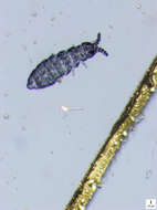 Image de Ceratophysella