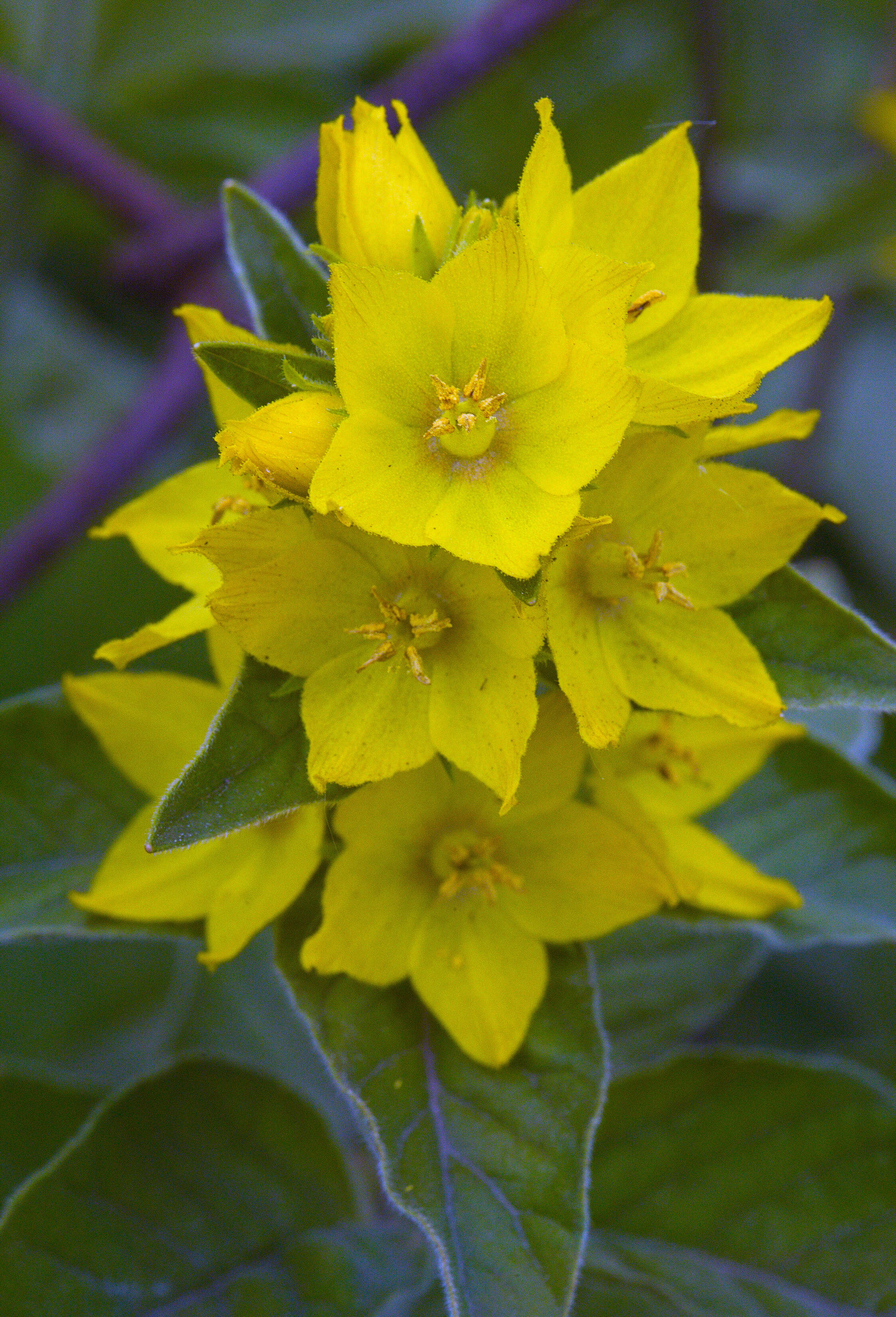 Image of Dotted Loosestrife