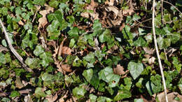 Image of English ivy