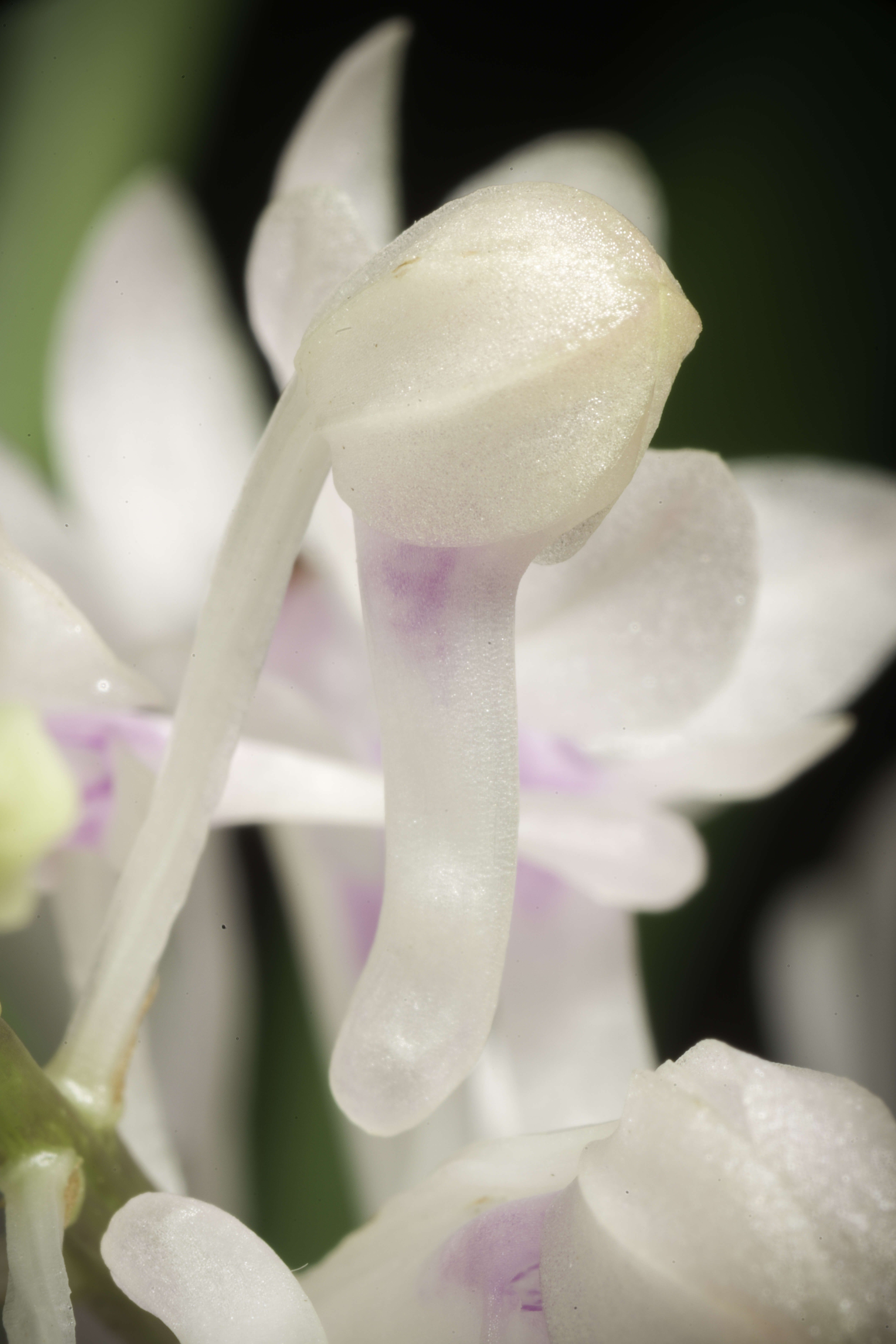 Image of Vanda christensoniana (Haager) L. M. Gardiner