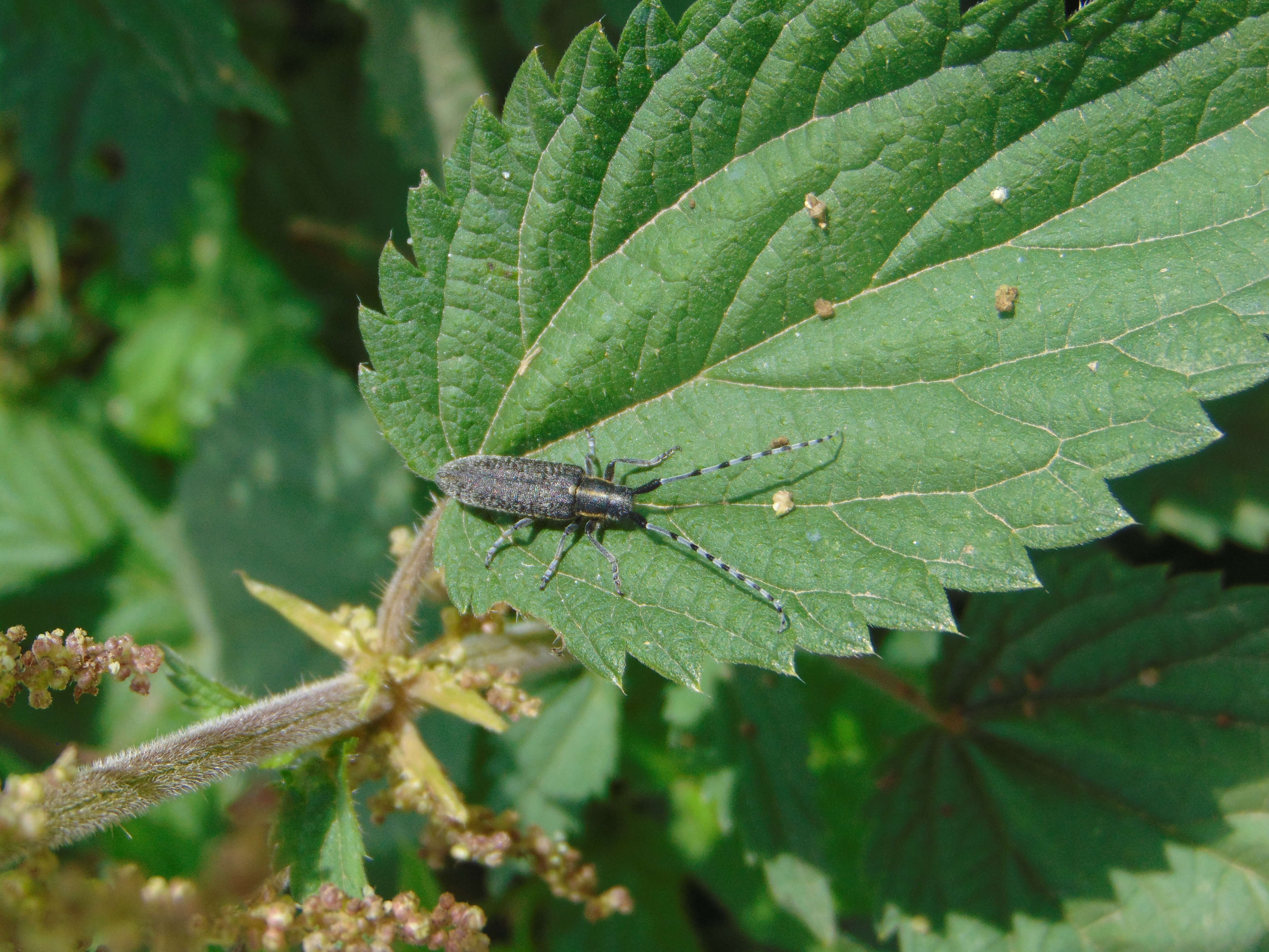 Image of Agapanthia (Epoptes) villosoviridescens (Degeer 1775)