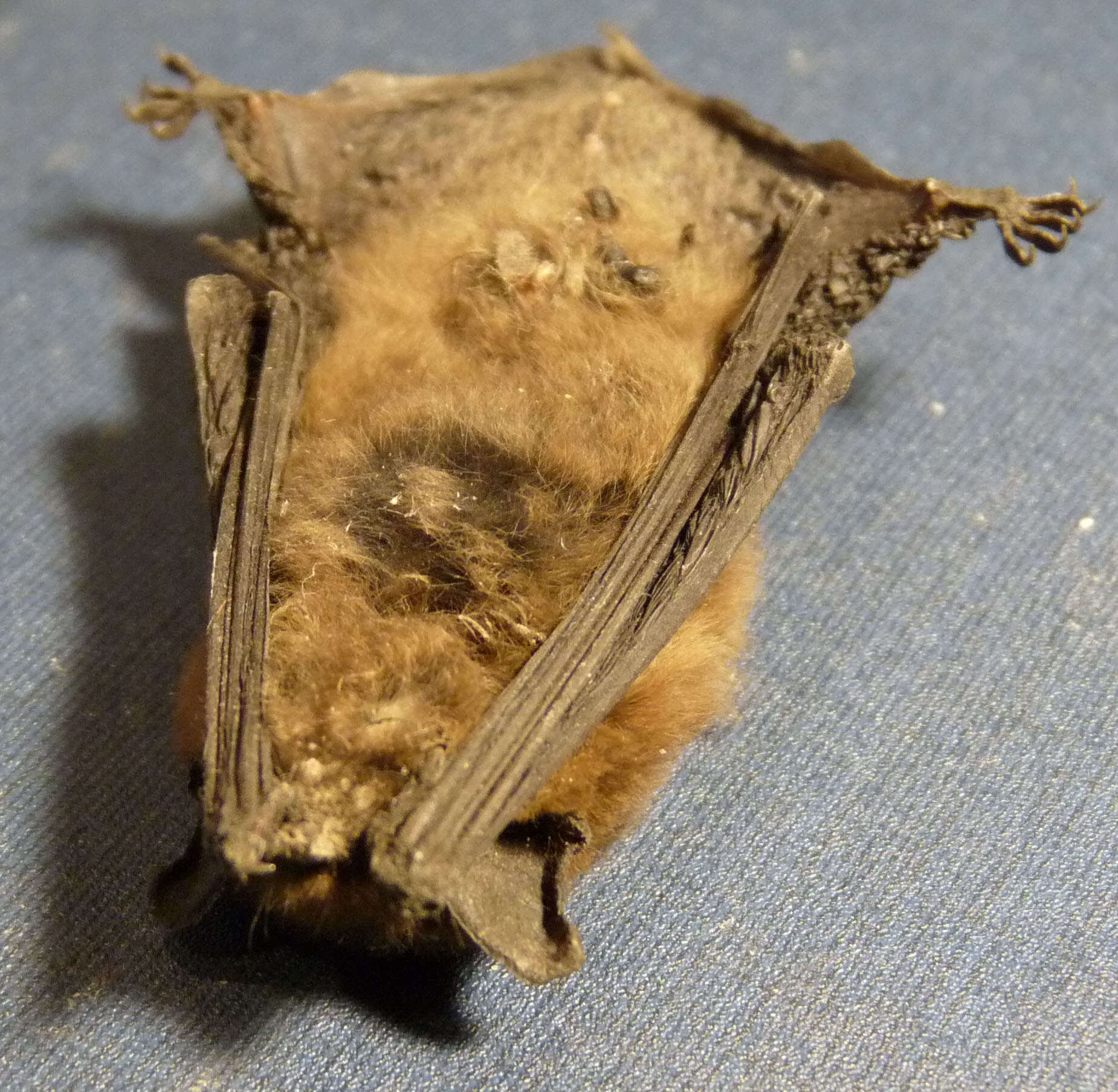 Image of pipistrelle, common pipistrelle