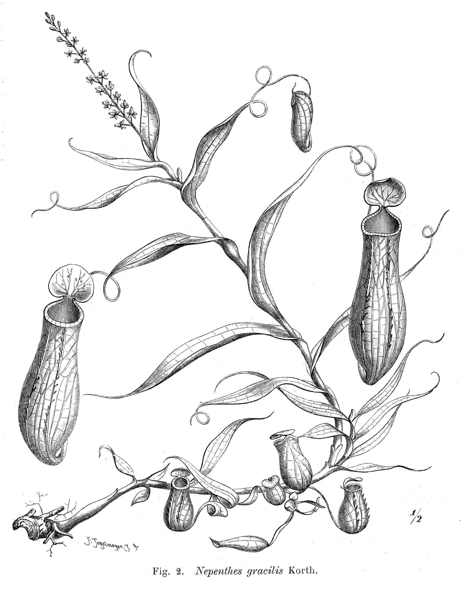 Image of tropical pitcher plants