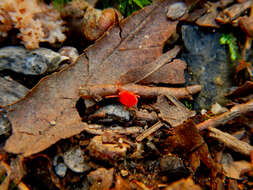 Image of Trombidium holosericeum