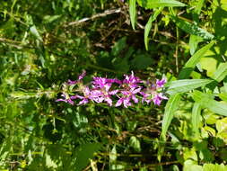 Plancia ëd Lythrum salicaria L.