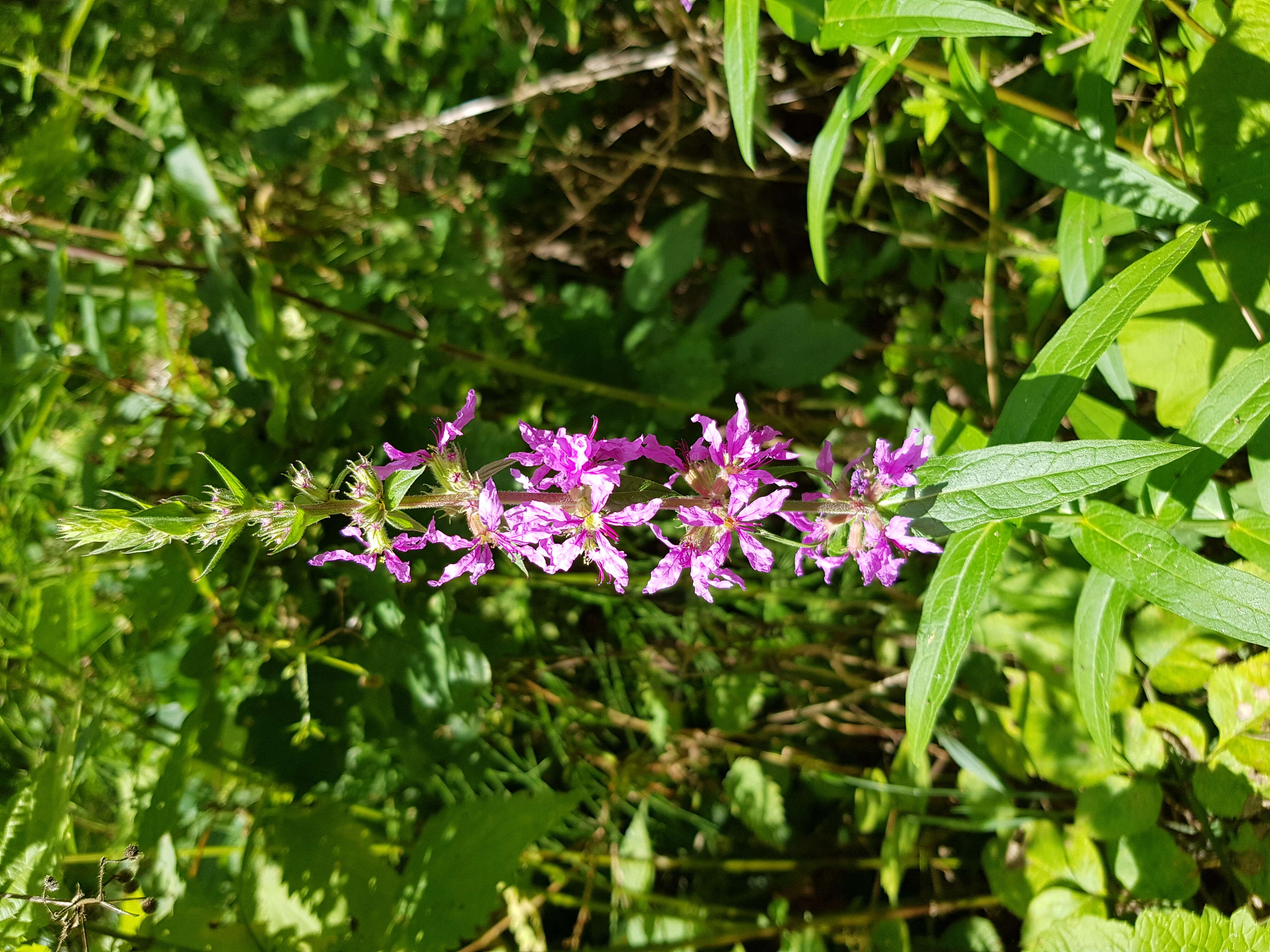 Plancia ëd Lythrum salicaria L.