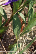 Image of herbaceous periwinkle