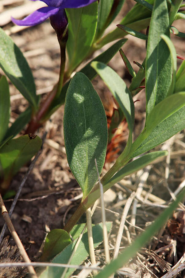 Image of herbaceous periwinkle