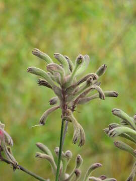 Image of Anigozanthos flavidus Redouté