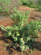 Image of coastal sandalwood