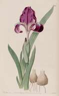 Image of Iris furcata M. Bieb.