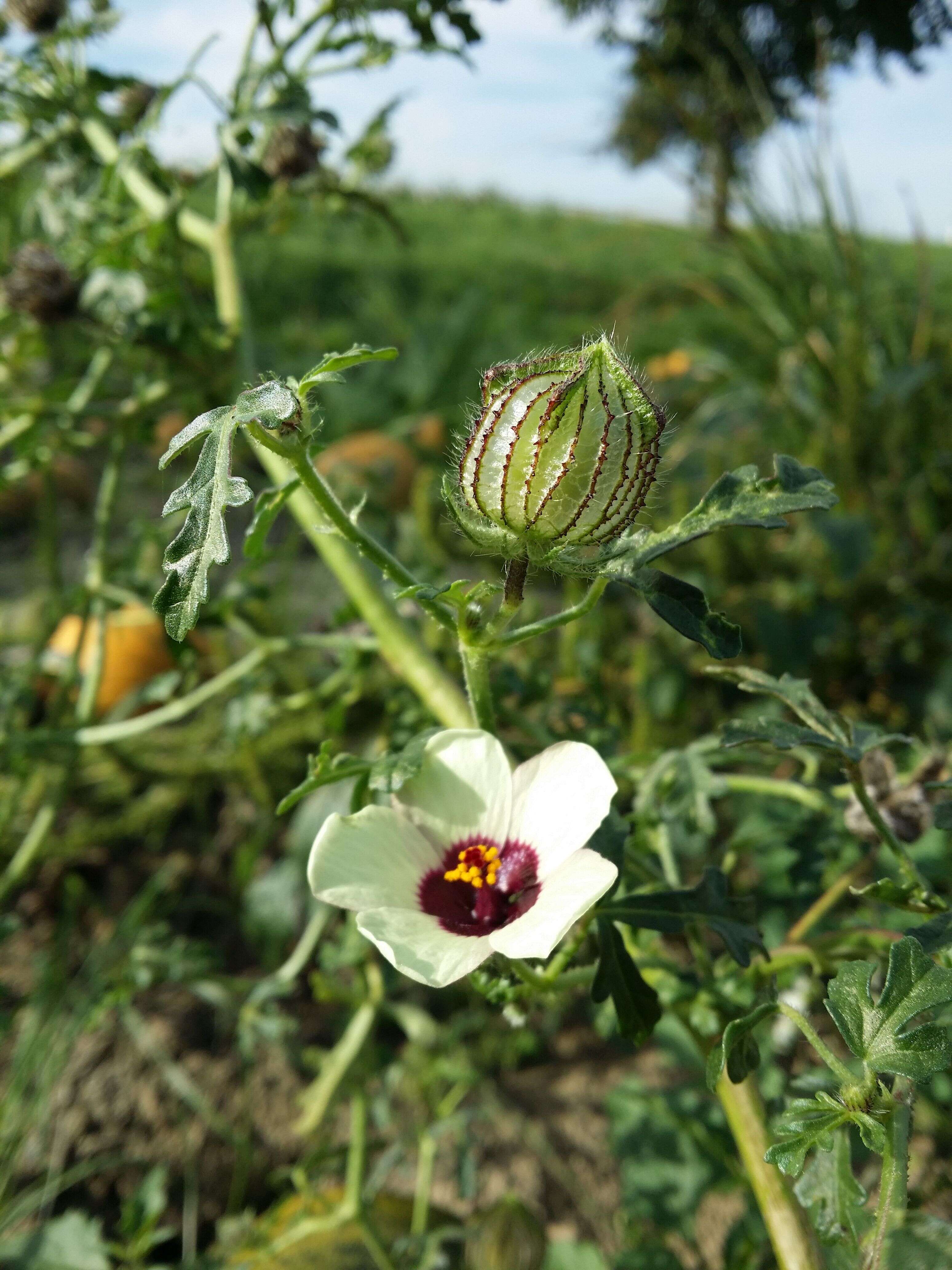 Image of flower of an hour