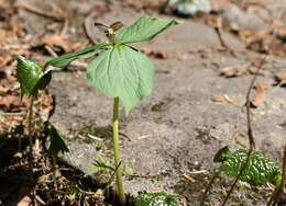 Image of Diphylleia grayi F. Schmidt