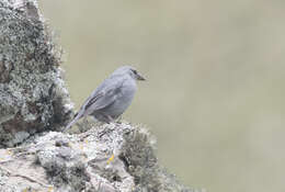 Image of Short-tailed Finch