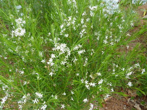 Plancia ëd Amsonia ciliata Walt.