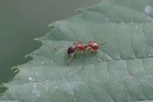 Image of European fire ant