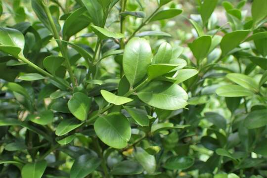 Image of Balearic boxwood