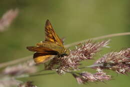 Image of Ochlodes sylvanus