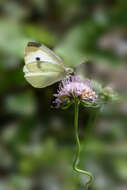 Image of glossy scabious