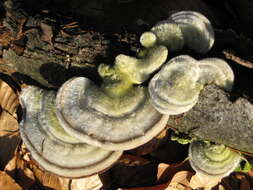 Image of Trametes hirsuta (Wulfen) Lloyd 1924