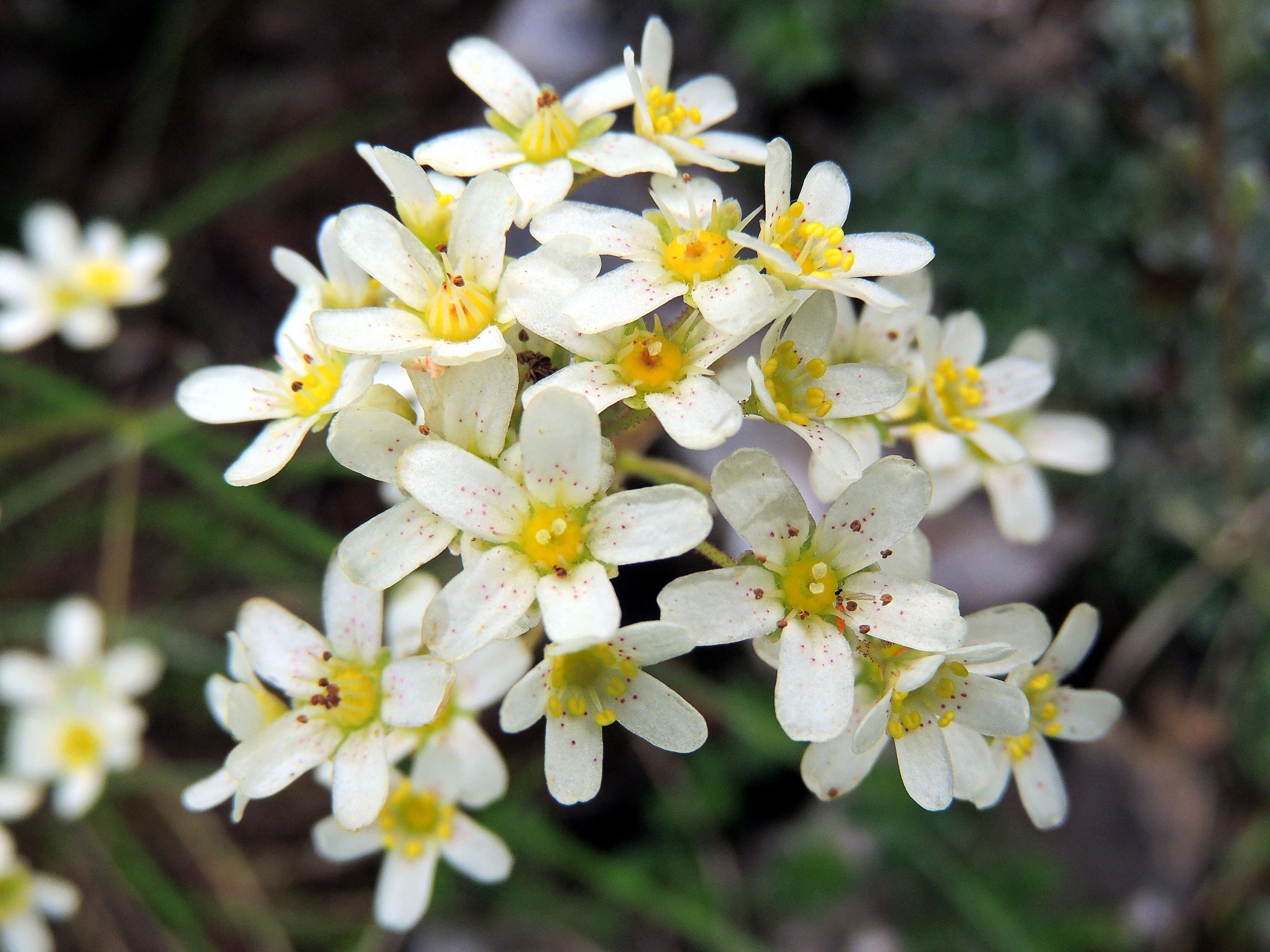 Image of Livelong Saxifrage