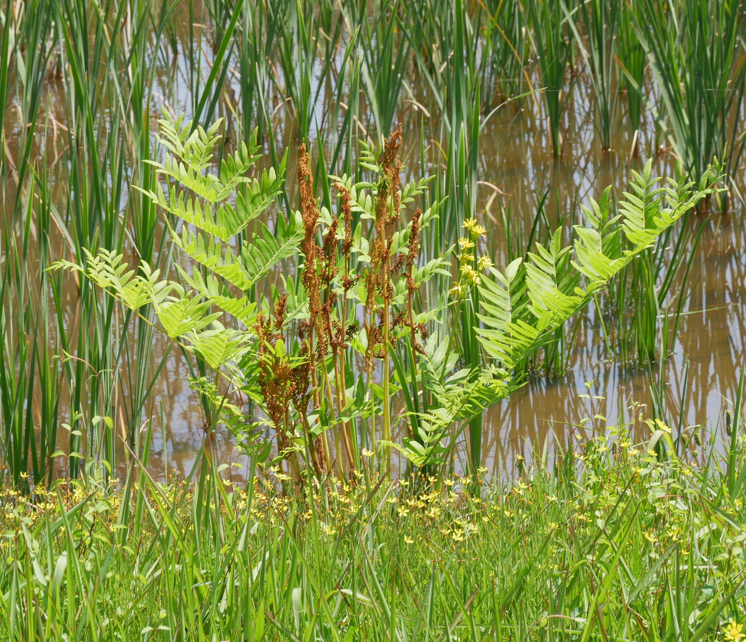 Image of Osmunda japonica Thunb.