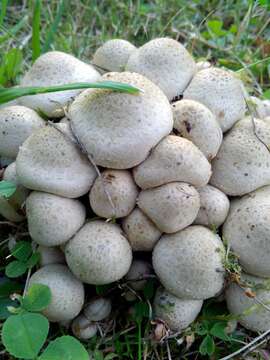 Image of Pholiota gummosa (Lasch) Singer 1951