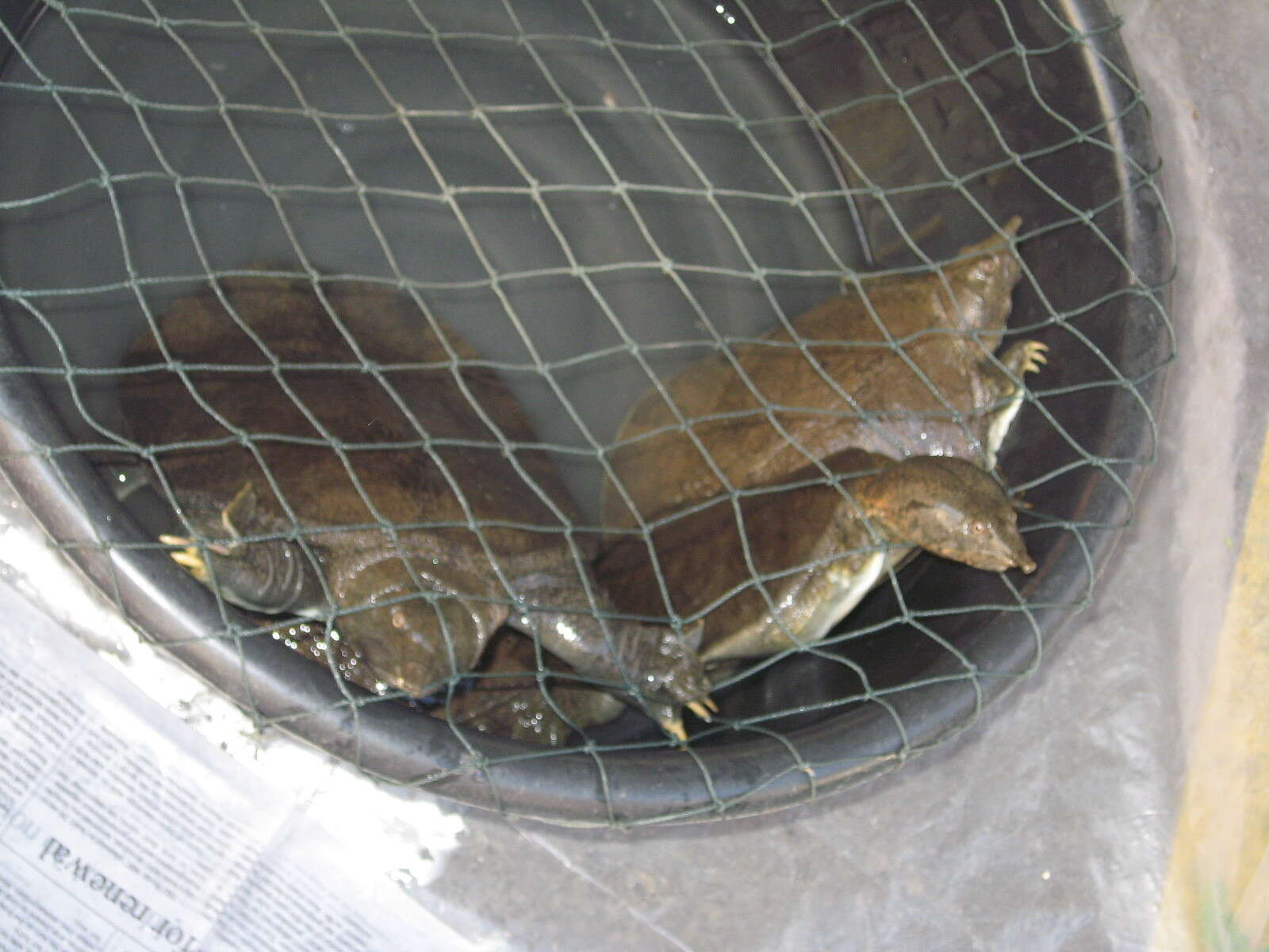 Image of Malayan Soft-shelled Turtle