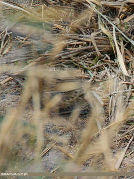 Image of Common Grasshopper Warbler