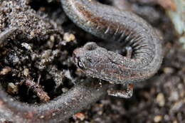 Image of Blackbelly Slender Salamander