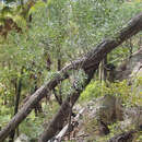 Image of Acacia cretata Pedley