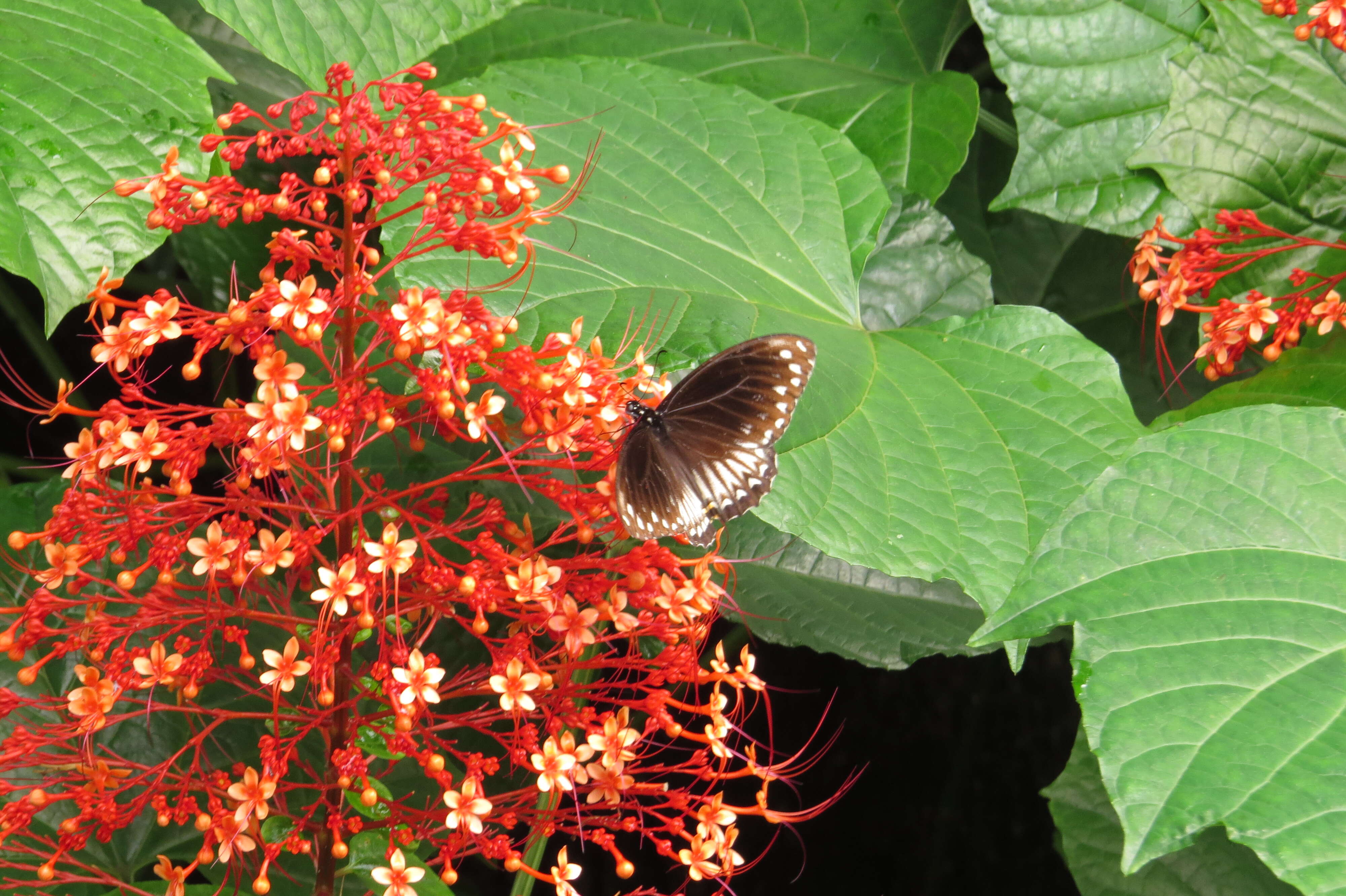 Imagem de Clerodendrum paniculatum L.