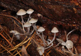 Imagem de Mycena amicta (Fr.) Quél. 1872